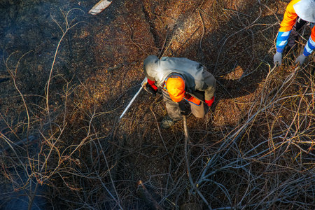 City utility workers cut and remove cut tree branches in the courtyard of an apartment building.