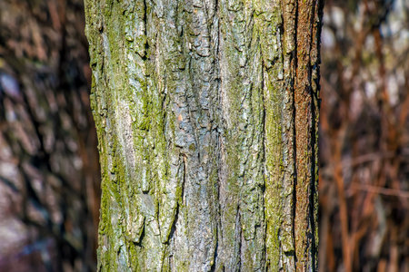 Texture of bark of a Styphnolobium japonicum commonly known as Pagoda tree.