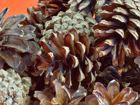 Natural pine cones of medium size close-up.