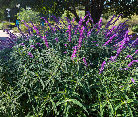 Salvia leucantha bush in the botanical garden in Cordoba.