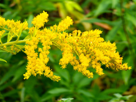 A close-up of Canadian goldenrod, a cluster of small yellow flower heads. Solidago canadensis is a perennial herbaceous plant in the Asteraceae family.の写真素材