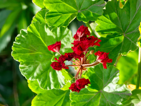 Pelargonium Peltatum has a bright red double flowers and large, glossy, dark green, ivy-like leaves.の写真素材