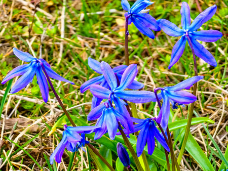 Close-up of bright flowers of blue Siberian bluebell, or Scilla siberica in Latin.