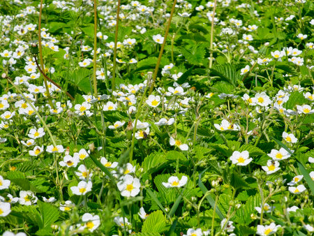 Fragaria vesca commonly called wild or woodland strawberry flowers. Blooming a wild strawberry plant Fragaria vesca.の写真素材