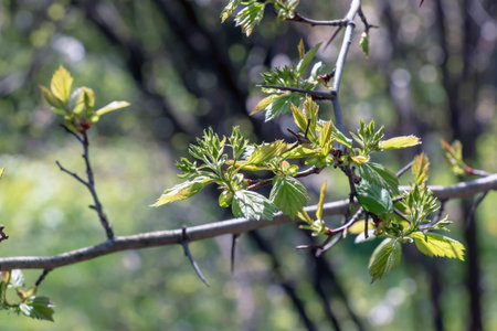 Young shoots of Crataegus arnoldii leaves on branch in spring. Selective focus. Blurred background....