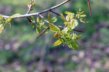 Young shoots of Crataegus arnoldii leaves on a branch in spring. Selective focus. Blurred...