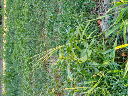 Digitaria sanguinalis is known by several common names, including a hairy crabgrass, crab finger...