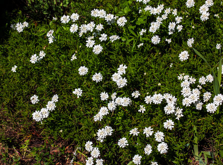 White beauty flowers of Iberis saxatilis or rock candytuft in early spring garten.の写真素材