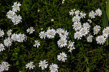 White beauty flowers of Iberis saxatilis or the rock candytuft in early spring garten.の写真素材