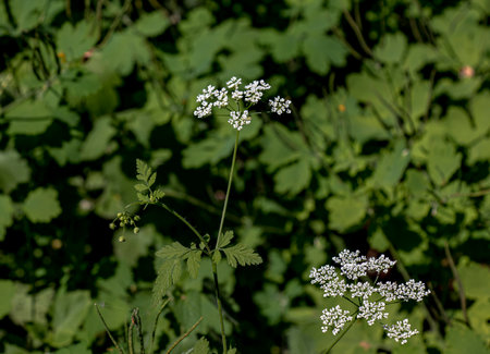Profusion of delicate white flowers of wild perennial plant Anthriscus sylvestris, commonly known as...