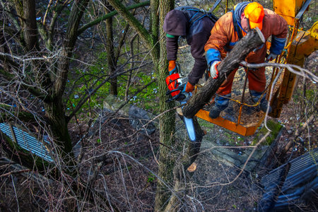 Service workers stand with a chainsaw in a crane basket and trim dangerous trees.