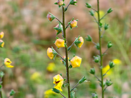 Verbascum sinuatum, a branched stem covered in stellate hairs and yellow flowers with red hairy...