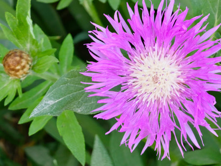 Psephellus dealbatus Psephellus dealbatus is herbaceous plant, a species of the genus Psephellus ,...