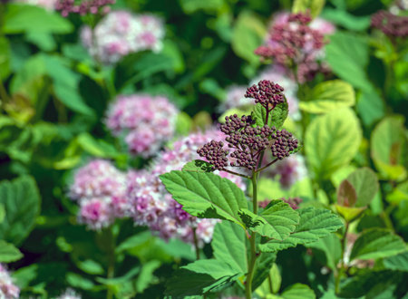 Selective focus of meadow rose or Spiraea splendens blooming in the garden. Floral background....