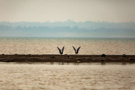 Two water birds are either about to fly or just landed on small land of lake surrounded by water.
