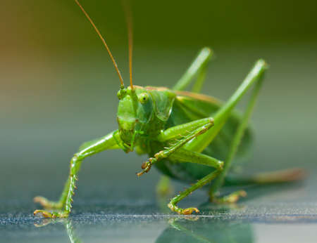 Close-up shot of a grasshopper sitting on a shiny surfaceの写真素材