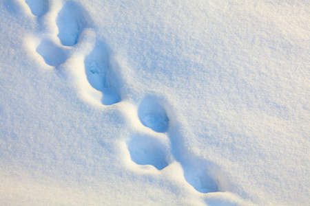 Footprints in the snow in the evening lightの写真素材