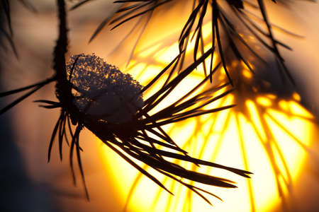Pine needles covered with snow close-up against the setting sunの写真素材