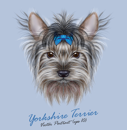 Vector Portrait of a Domestic Dog. Cute head of Yorkshire Terrier on blue background.のイラスト素材