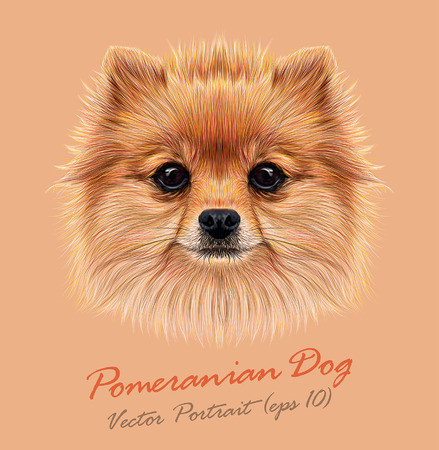 Vector Illustrative Portrait of Pom Pom. Cute head of a sable Pomeranian Spitz Dog.のイラスト素材