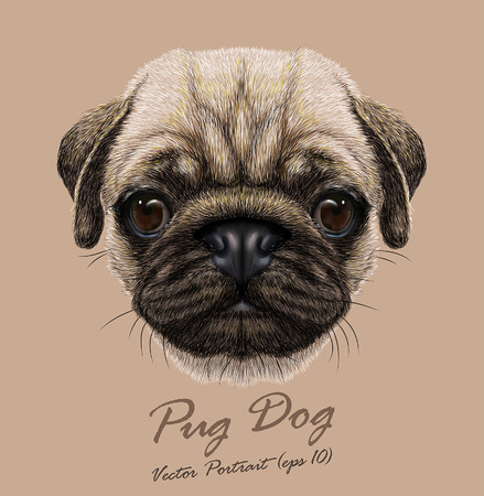 Vector Portrait of Pug Dog. Cute young dog.のイラスト素材