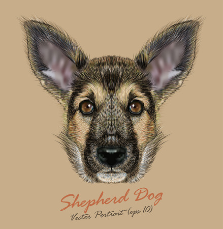 Vector Portrait of Shepherd Dog. Cute Puppy with traditional color of coat.のイラスト素材