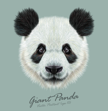 Vector Illustrative portrait of Panda.Cute attractive face bears.のイラスト素材
