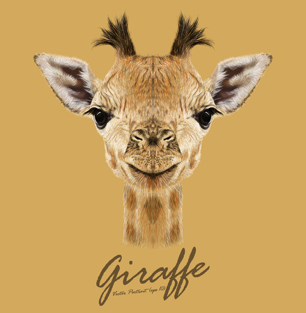 Vector Illustrative portrait of Giraffe.Cute attractive face of young giraffe with horns.