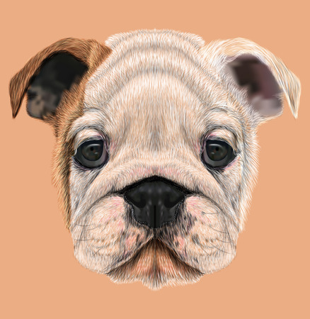 Illustrated portrait of British Bulldog. Cute white  brown face of Puppy.の写真素材