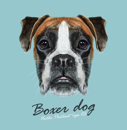 Fawn boxer dog is short-haired dogs developed in Germany.のイラスト素材