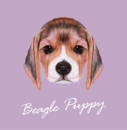 Cute Face of Beagle Puppy on violet backgroundのイラスト素材