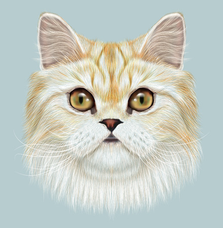 Cute Face of Domestic cat on blue backgroundの写真素材
