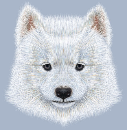 Cute face of Samoyed Puppy on blue backgroundの写真素材