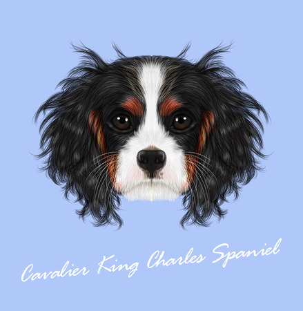 Cavalier King Charles Spaniel on blue background.のイラスト素材
