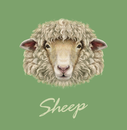 Vector illustrated Portrait of  Ram or sheep on green background.のイラスト素材