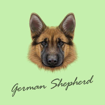 Vector Illustrated portrait of dog on green background.のイラスト素材