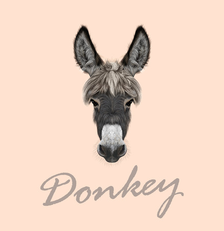 Vector illustrated portrait of grey Donkey on pink backgroundのイラスト素材