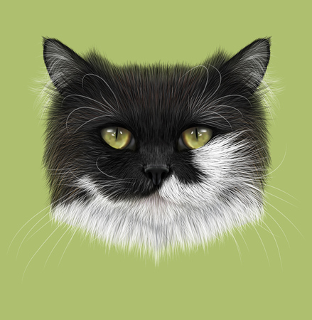Illustrated  Portrait of black and white cat on green background.の写真素材