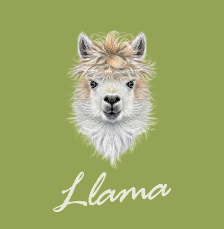 Vector illustrated portrait of Llama or Alpaca on green background.のイラスト素材