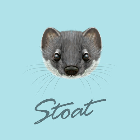 Cute face of grey stoat on blue background.