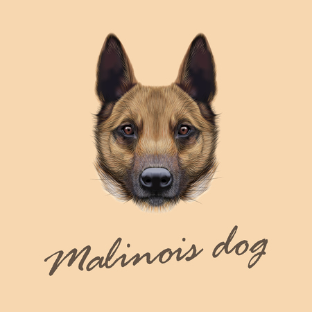 Vector Illustrated Portrait of Malinois dog. Cute face of Shepherd dog on beige background.のイラスト素材