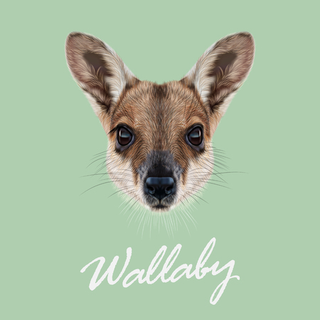 Vector Illustrated Portrait of Wallaby. Cute face of wild Australian mammal Wallaby on green background.のイラスト素材