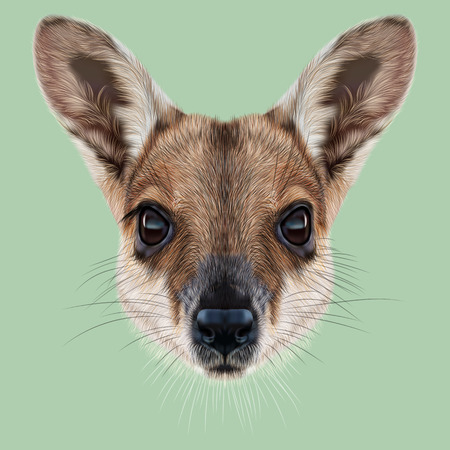Illustrated Portrait of Wallaby. Cute face of wild Australian mammal Wallaby on green background.の写真素材