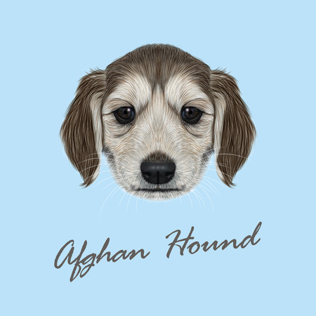 Vector Illustrated Portrait of Afghan Hound puppy. Cute dark coat face of domestic dog on blue background.のイラスト素材