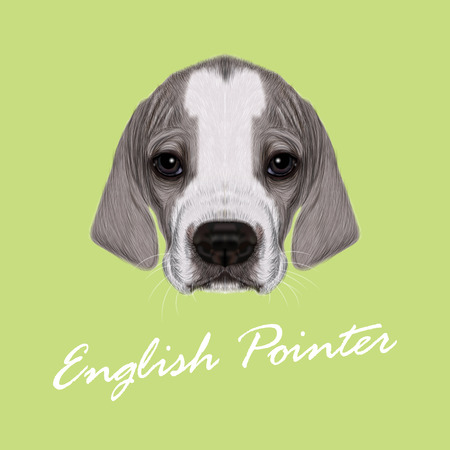 Vector Illustrated Portrait of English Pointer puppy. Cute bicolor short hair domestic dog on green background.のイラスト素材
