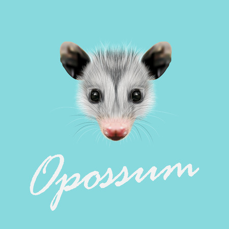 Vector Illustrated Portrait of Opossum. Cute fluffy face of Opossum on blue background.のイラスト素材