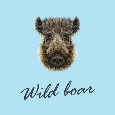 Vector Illustrated of Wild boar. Formidable face of wild pig on blue background.のイラスト素材