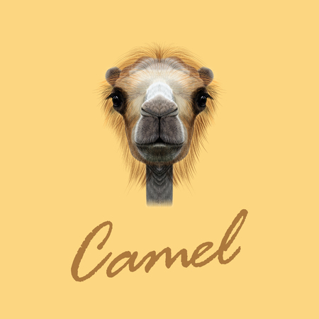 Vector Illustrated Portrait of Camel. Cute face of Camel on yellow background.のイラスト素材