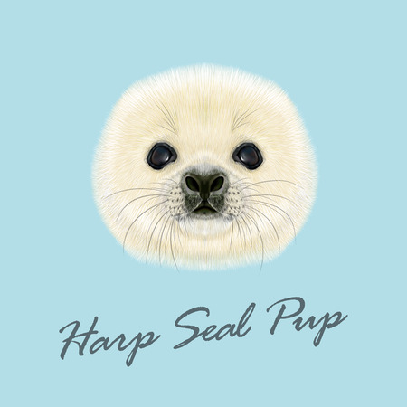 Vector Illustrated Portrait of Harp Seal Pup. Cute fluffy face of Harp Seal baby on blue background.のイラスト素材