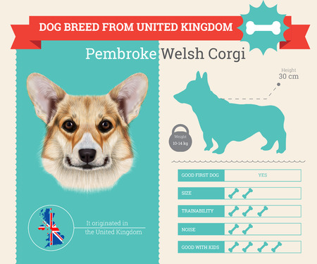 Pembroke Welsh Corgi Dog breed vector infographics. This dog breed from United Kingdomのイラスト素材